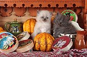 Half Persian kittens and pumpkins - France  ; in front of a shelf of cheese themed Kittens<br>Age: 5 weeks