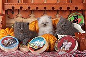 Half Persian kittens and pumpkins - France  ; in front of a shelf of cheese themed Kittens<br>Age: 5 weeks