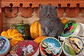Half Persian kitten and pumpkins - France  ; in front of a shelf of cheese themed Kittens<br>Age: 5 weeks