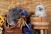 Half Persian kittens in pots wood and wheat ears  ; Age: 5 weeks
