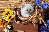 Half Persian kitten in pots wood and wheat ears  ; Age: 5 weeks