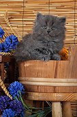 Half Persian kitten in pot wood and wheat ears  ; Age: 5 weeks