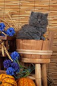 Half Persian kitten in pot wood and wheat ears  ; Age: 5 weeks