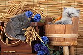 Half Persian kittens in pot wood and wheat ears  ; Age: 5 weeks