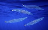 European eel - Portugal ; European eel, Anguilla anguilla. Eel larvae, leptocephali on sea environment, Digital Composite. Portugal. Composite image