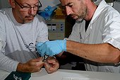 Banded Sea Krait venom collecting in laboratory  - Belgium