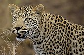 Portrait of Male leopard - Kruger South Africa