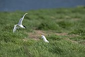 Sandwich Tern mobbing Lesser Black-backed Gull - Farne UK ; on edge of tern colony which was attempting to steal eggs 