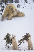 Polar Bear cubs playing on snow - Hudson bay Canada ; recently out of the den