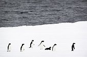 Adelie penguins on iceberg - Antarctica
