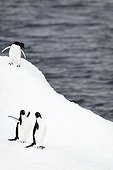 Adelie penguins on the ice - Antarctica