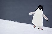 Adelie penguins walking on snow - Antarctica