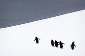Manchots Adélie marchant dans la neige - Antarctique