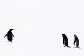 Adelie penguins walking on snow - Antarctica
