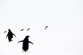 Manchots Adélie marchant dans la neige - Antarctique