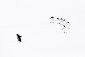 Adelie penguins walking on snow - Antarctica
