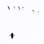 Adelie penguins walking on snow  - Antarctica