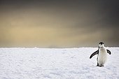 Manchot à jugulaire dans la neige - Antarctique