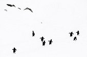 Manchots papous marchant dans la neige - Antarctique