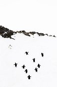 Manchots papous marchant dans la neige - Antarctique