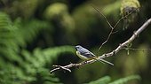 Grey Wagtail male on a branch - Wood of Cree Ecosse UK