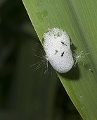 Cuckoo spit formed by Froghopper nymph on Iris stem - UK