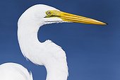 Great Egret ; Great Egret / (Ardea alba) / Florida, USA