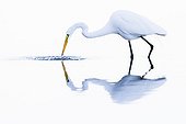 Great Egret ; Great Egret / (Ardea alba) / Florida, USA
