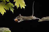Mulot à collier roux - Allemagne ; Yellow-necked Mouse / (Apodemus flavicollis) / with nut, Germany