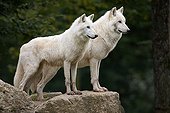Actic Wolf ; Arctic Wolves / (Canis lupus arctos)