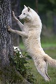 Actic Wolf ; Arctic Wolf / (Canis lupus arctos)