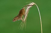 Old World Harvest Mouse ; Old World Harvest Mouse on Rye ear, Rhineland-Palatinate, Germany / (Micromys minutus), (Secale cereale)