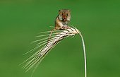Old World Harvest Mouse ; Old World Harvest Mouse on Rye ear, Rhineland-Palatinate, Germany / (Micromys minutus), (Secale cereale)