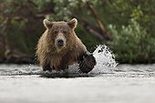 Grizzly walking on a river - Katmai Alaska USA 