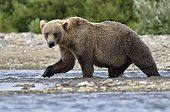 Grizzly walking on riverbank - Katmai Alaska USA 