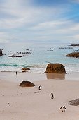 Jackass Penguins on a beach - Boulders Beach South Africa