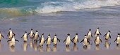 Jackass Penguins on a beach - Boulders Beach South Africa