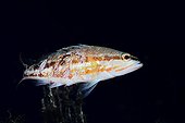 Comber on black background - Balear Mediterrean Sea ; lacerated fish by fishermen net