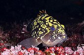 Dusky grouper on reef  - Balear Mediterrean Sea