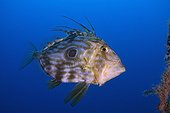 John Dory swimming - Mediterranean Sea 