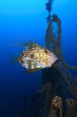 John Dory and abandoned fishing net - Mediterranean Sea