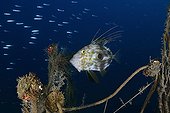 John Dory and abandoned fishing net - Mediterranean Sea