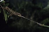 Camélon panthère mâle attrapant un insecte