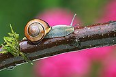 Grove Snail - Germany ; Brown-lipped Snail, Schleswig-Holstein, Germany / (Cepaea nemoralis) / Larger Banded Snail, side