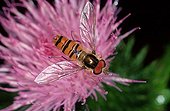 Hover-fly - Germany ; Hover Fly on thistle bloom, Schleswig-Holstein, Germany / (Syrphus spec.)