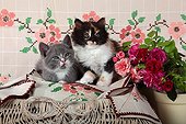 Kittens on cloth embroidered with roses - France ; Age: 8 weeks 