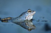 Moor Frog ; Moor Frog, male, Wendland, Lower Saxony, Germany / (Rana arvalis) / side