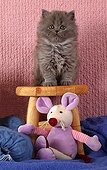 Gray kitten half Persian on stool and plush mouse  ; Age: 7 weeks