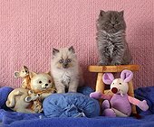 Gray kittens half Persian on stool and plush mouse  ; Age: 7 weeks