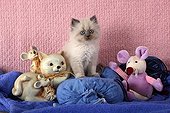 Kitten half Persian on cushion and plush mouse  ; Age: 7 weeks